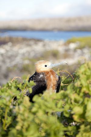 Isla Lobos, Galapagos Islands 056.jpg